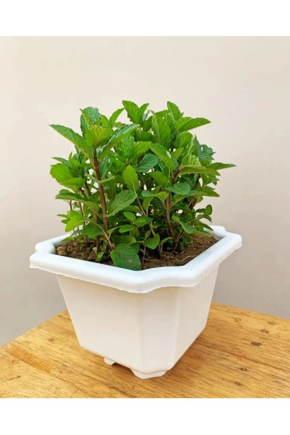 Холодна м`ята